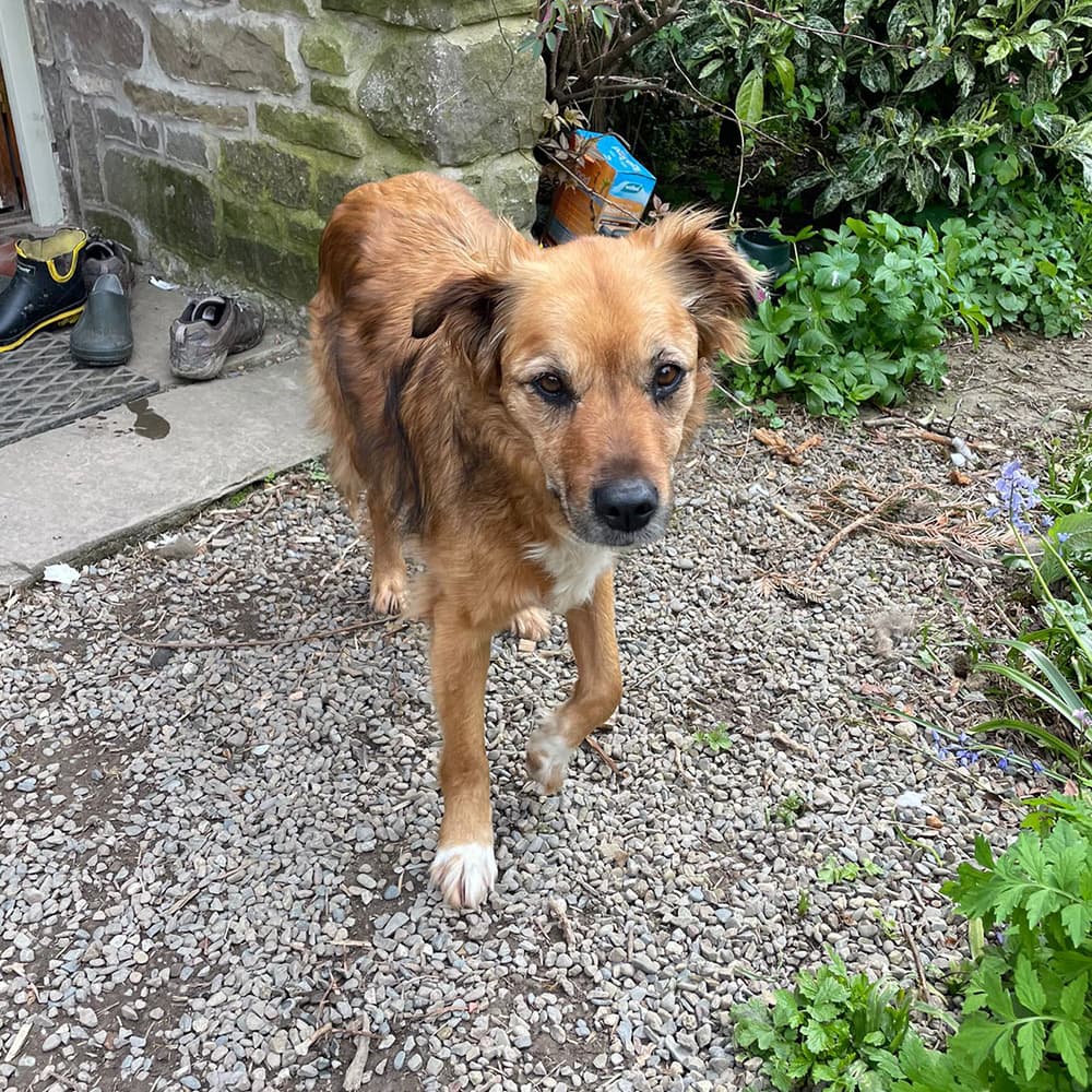 Lola, the team's pawsitivity officer