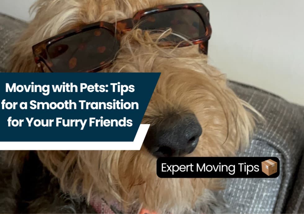 A shaggy terrier wearing sunglasses on moving day